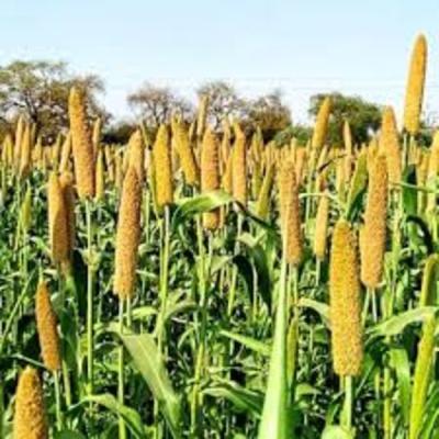 Bajra