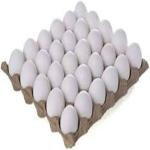 Fresh Egg
